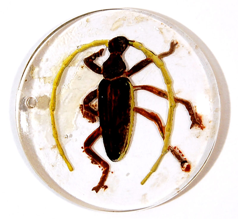 A close up of a bug on a white background